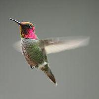 Anna's Hummingbird